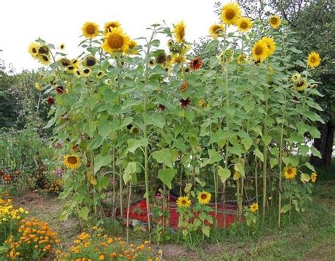 sunflower pics ideas